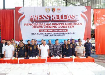 Penyelundupan Benih Bening Lobster Sebanyak 237.305 Lobster Senilai 23,6 Milliar Rupiah di Gagalkan oleh Dittipidter Bareskrim Polri