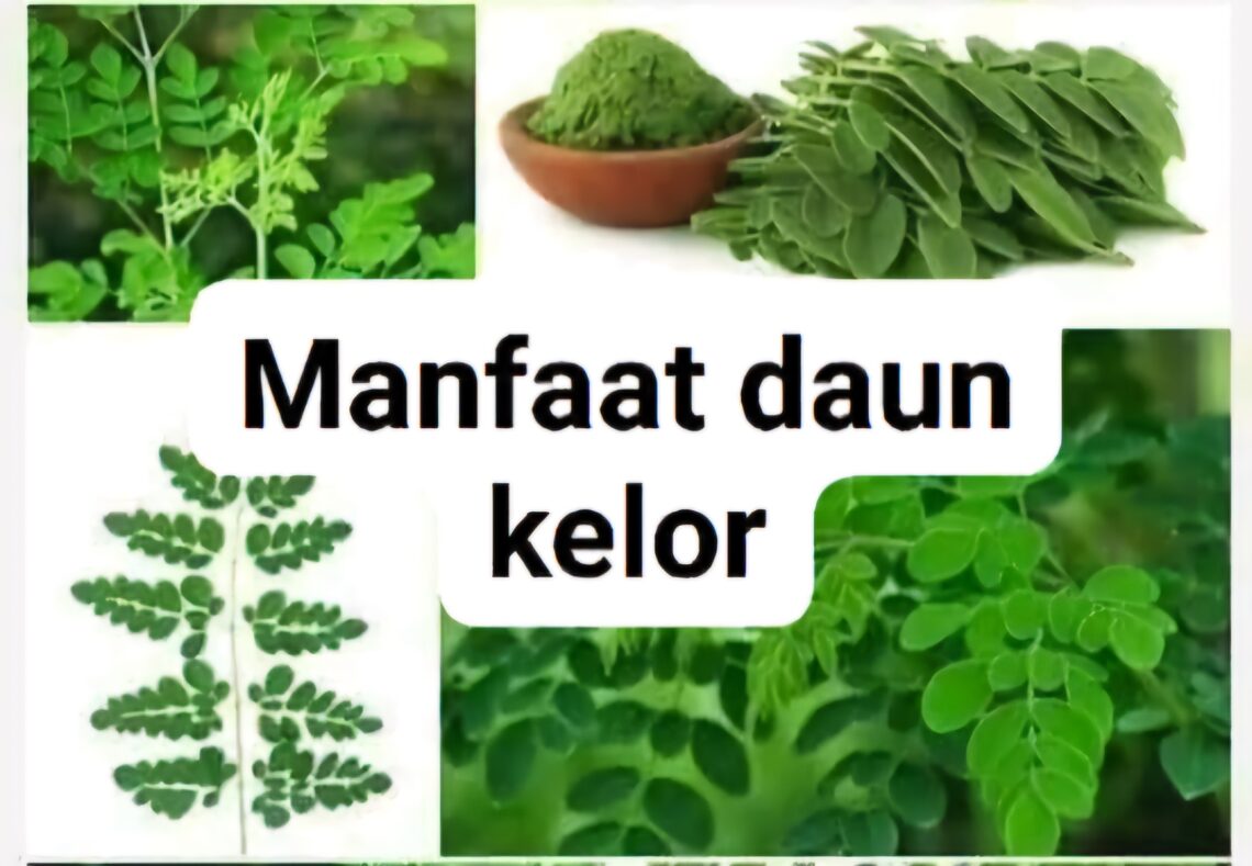 12 Manfaat dan Keunggulan Daun Kelor