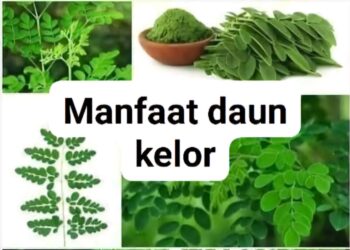 12 Manfaat dan Keunggulan Daun Kelor