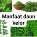 12 Manfaat dan Keunggulan Daun Kelor