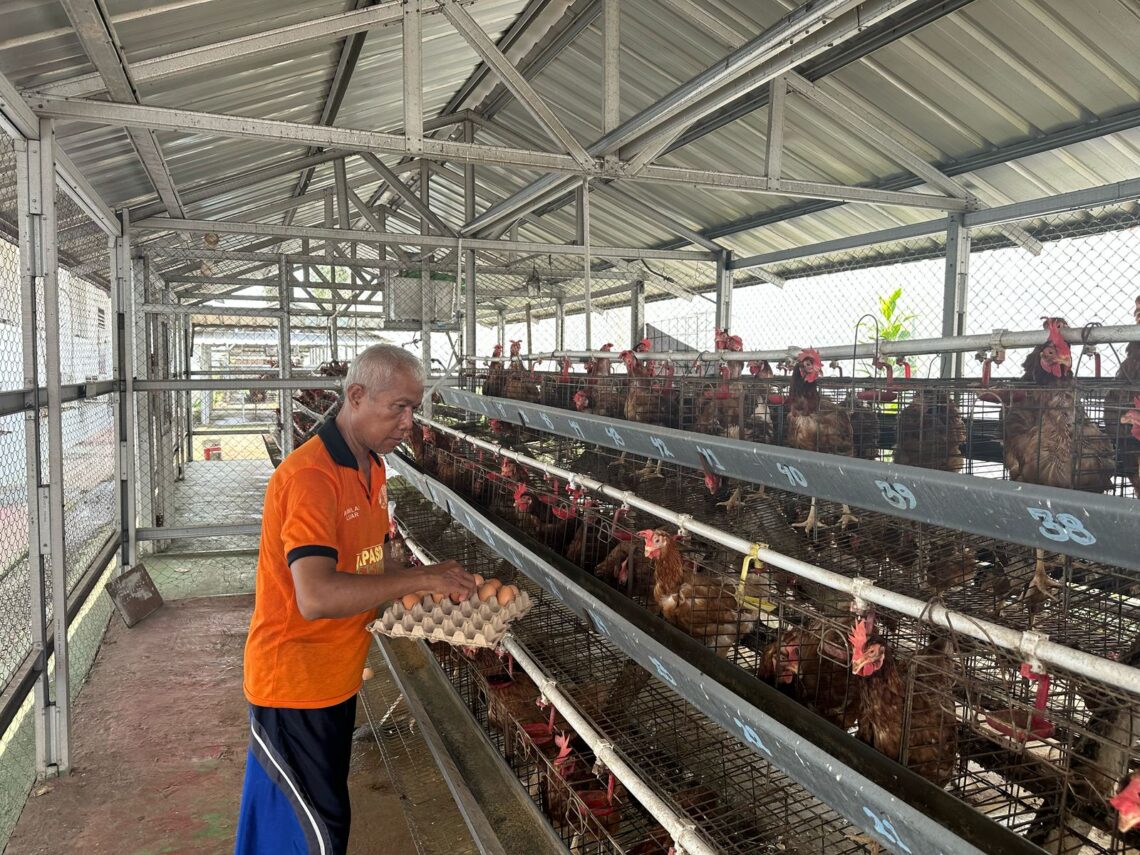 Dukung Program Asta Cita Lapas Pemuda Tangerang Kembangkan Peternakan Ayam Petelur Berbasis Ketahanan Pangan dan Reintegrasi Sosial