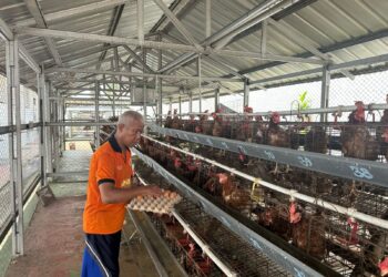 Dukung Program Asta Cita Lapas Pemuda Tangerang Kembangkan Peternakan Ayam Petelur Berbasis Ketahanan Pangan dan Reintegrasi Sosial