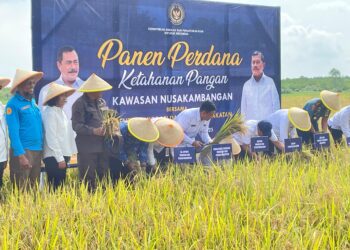 Nusakambangan Bangun Lumbung Ketahanan Pangan Saat Panen Perdana, Beri Kesempatan Pada Warga Binaan