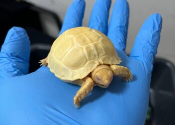 Modus Penyelundupan Hewan Eksotis Dari Thailand, Di Gagalkan Bea Cukai Bandara Soekarno-Hatta